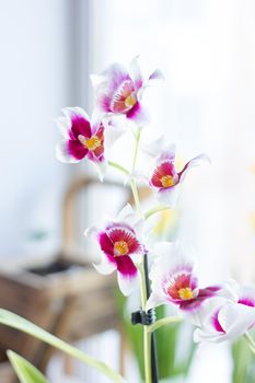 Beautiful cambria orchid on a bright window
