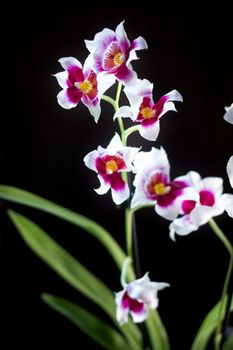 Orchid flowers on black background in a studio.