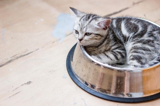 Adorable gray cat laying in a big pet food bowl