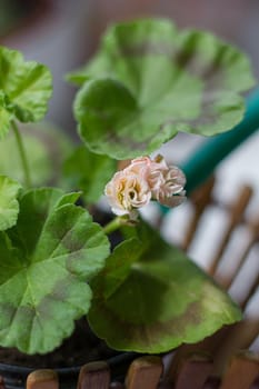 Beautiful little pink pelargonia in a pot.