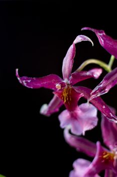 Orchid flowers on black background in a studio.