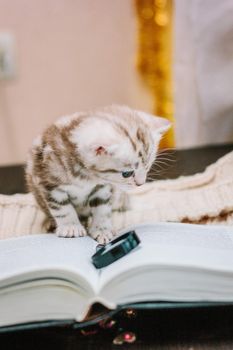 Adorable gray kitten on a paper book.