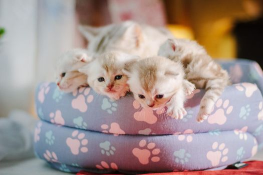 Three little gray kittens in a pet pad