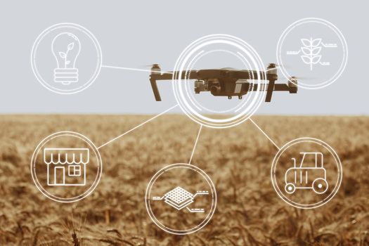 Flying drone above wheat field close up. Agricultural and technology innovations concept