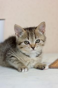Portrait of a beautiful gray kitten on white table.