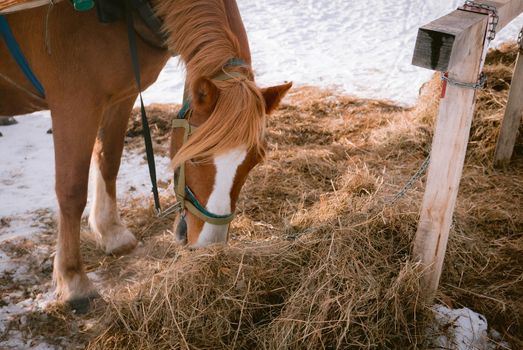 Beautiful horse eats dry hay outdoors at a farm