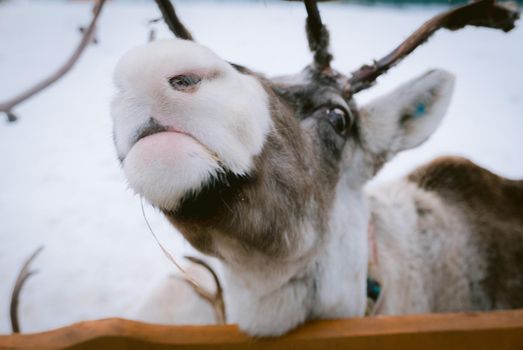 Raindeer at animal farm paddock during winter season