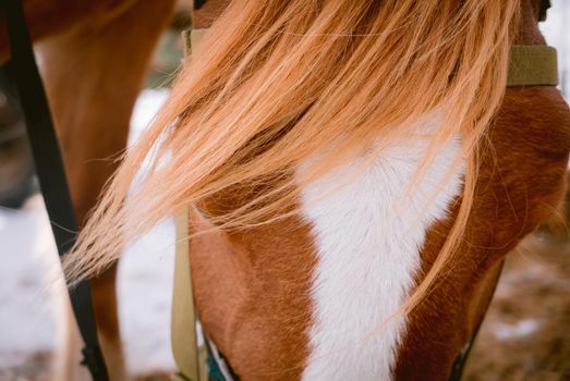 Horse head shoot outdoors at an animal farm