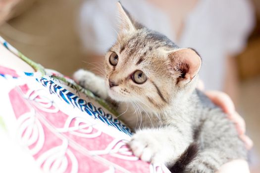 Beautiful little kitten in a woman hands.