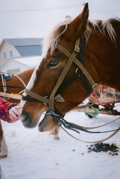 Face of beautiful horse outdoors at the farm