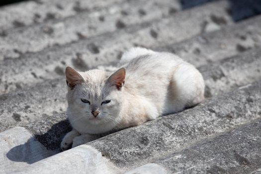 White beautiful cat lies on a gray slate