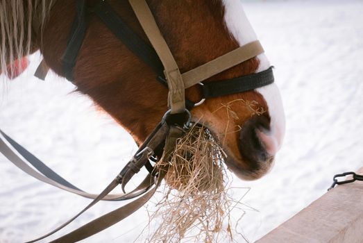 Beautiful horse eats dry hay outdoors at a farm