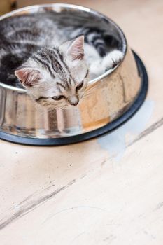 Adorable gray cat laying in a big pet food bowl