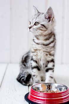 Beautiful gray kitten and red food bowl