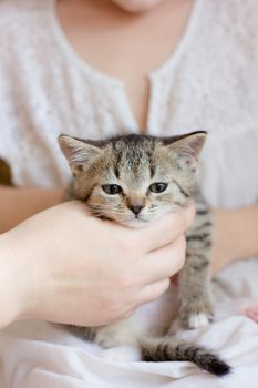 Woman Hand holding funny little gray kitten.