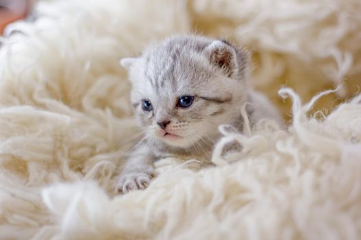 Adorable gray kitten on a white carpet