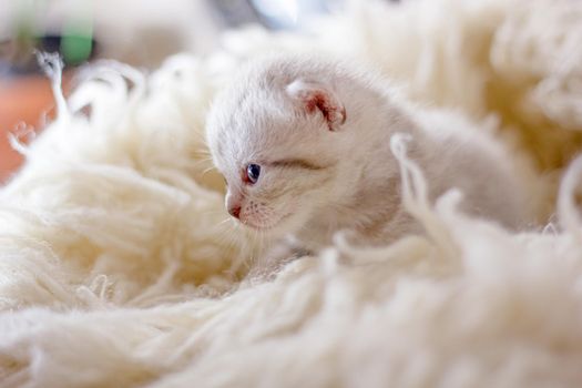 Adorable gray kitten on a white carpet