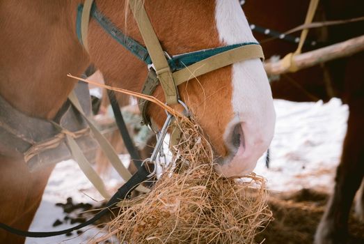 Beautiful horse eats dry hay outdoors at a farm