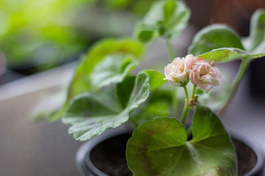 Beautiful little pink pelargonia in a pot.