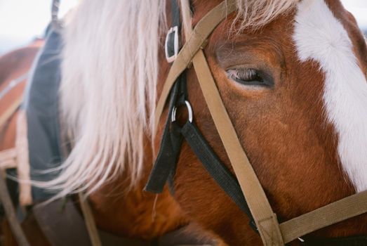 Horse eye shoot outdoors at an animal farm