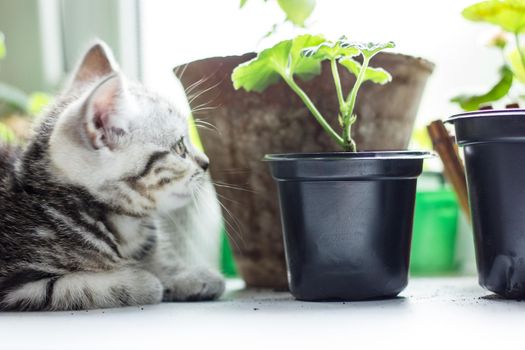 Grey kitten sitting on the white surface near home plants