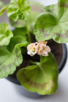 Beautiful little pink pelargonia in a pot.