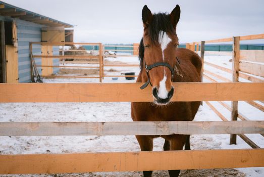 Horse at horse paddock during winter season