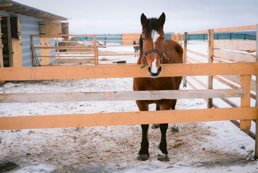 Horse at horse paddock during winter season