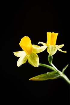 Daffodil or narcissus flowers on a black background