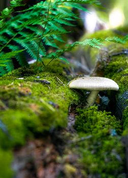 Close-up of a forest landscape - a mushroom on a fallen tree makes its way through the moss. The sun's rays make their way through the dense foliage of the trees. Vertical photo.