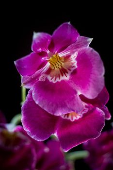 Orchid flowers on black background in a studio.