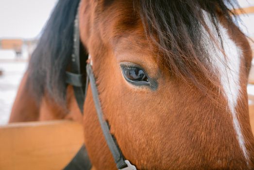 Horse at horse paddock during winter season