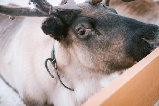 Raindeer at animal farm paddock during winter season