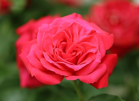 Macro shot of a single bright pink or light red rose in full bloom with petals wide open and a vibrant green and soft white background.