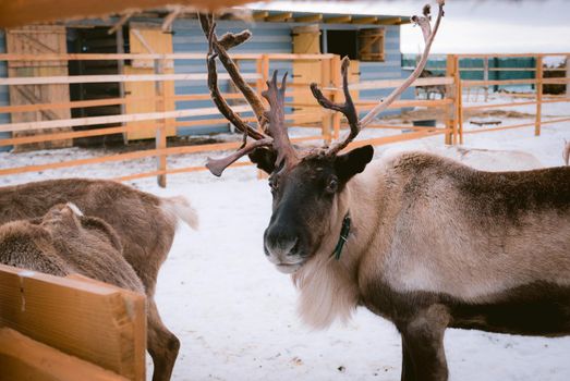 Raindeer at animal farm paddock during winter season