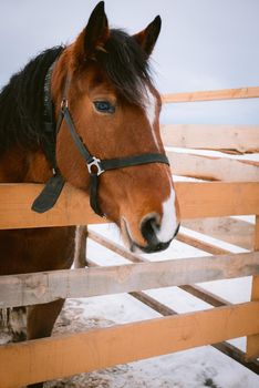 Horse at horse paddock during winter season