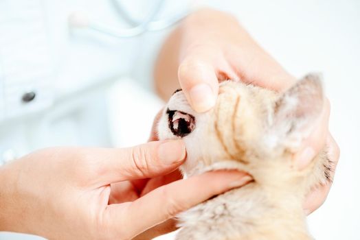 Unrecognizable doctor veterinarian examining teeth of kitten, close-up.