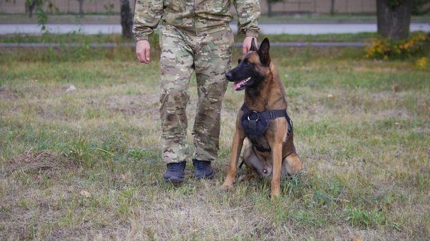 A trainer and his trained german shepherd dog. No face shown