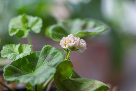 Beautiful little pink pelargonia in a pot.
