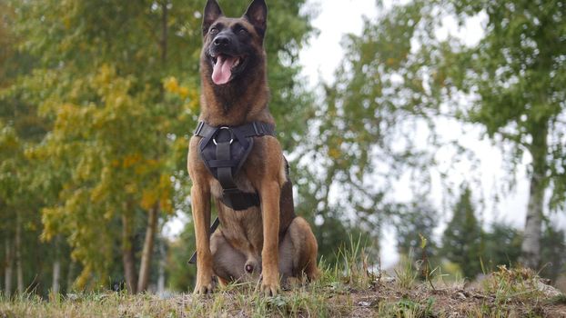 A trained german shepherd dog on a green field staying close to the camera