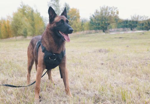 Big trained german shepherd dog on a leash standing on a green field.