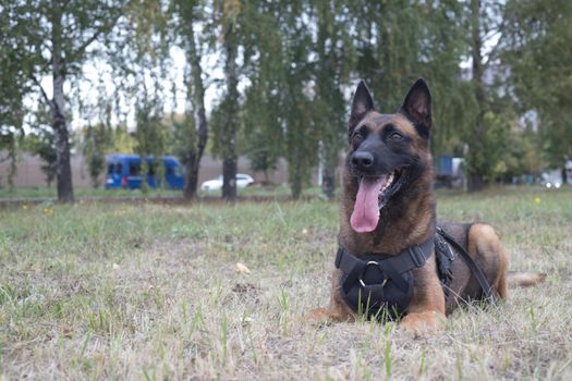Big trained german shepherd dog sitting on a green field. Close up shot