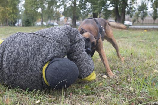 Training sheepdog on attacking. The dog bites in the protected arm and throws down the trainer. Close up