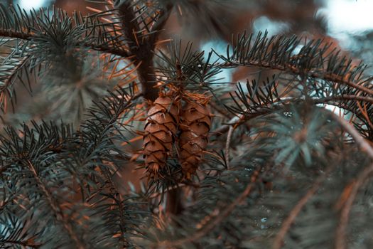 Cones on the branches of a large spruce. Beautiful Pine tree swaying in the wind