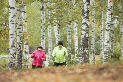 Two elderly women are involved in Scandinavian walking in the park in off-road. Wide shot