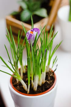 Beautiful purple crocus flower blooming in a pot