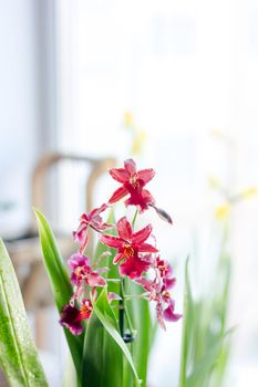 Beautiful orchid flowers on a bright window at house.