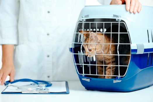 Curious kitten in carrier box on a visit to veterinarian doctor in clinic.