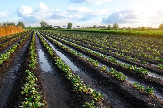 Freshly watered potato plants. Surface irrigation of crops on plantation. Agriculture and agribusiness. Growing vegetables outdoors on open ground field. Agronomy. Moistening. European farming.