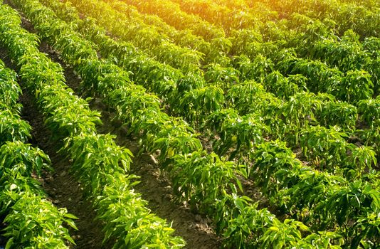 Rows of a plantation with bushes of Bulgarian sweet pepper. Farming and agriculture. Cultivation, care and harvesting. Grow and production of agricultural products for sale. farmland. Plant growing